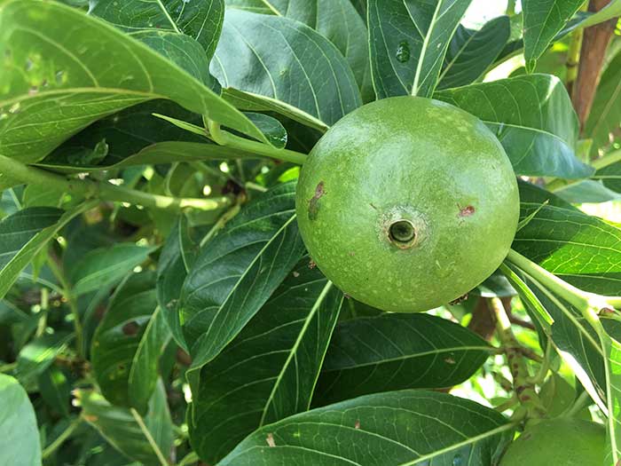 Alibertia-edulis.jpg
