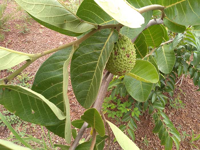 Annona-dioica.jpg