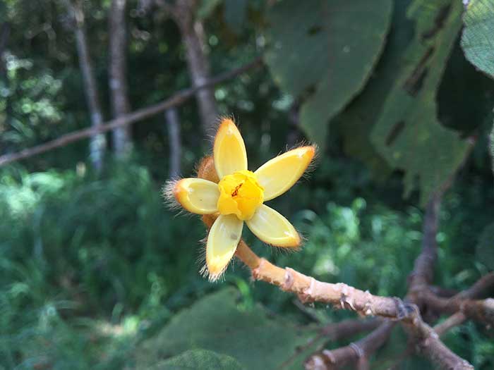 Apeiba-tibourbou.jpg