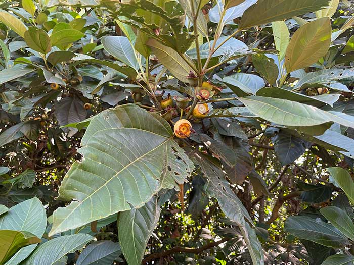 Bellucia-grossularioides.jpg