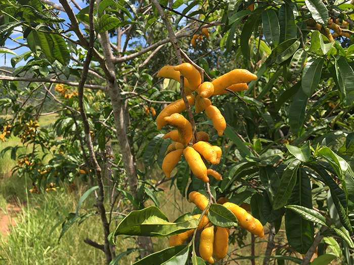 Cardiopetalum-calophyllum.jpg