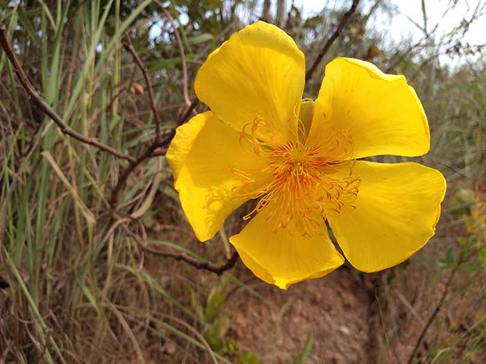 Cochlospermum-regium.jpg