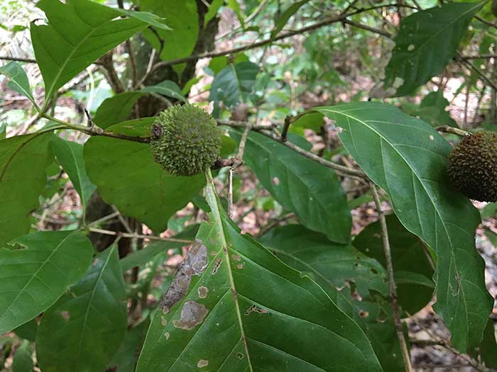 Cordiera-macrophylla.jpg
