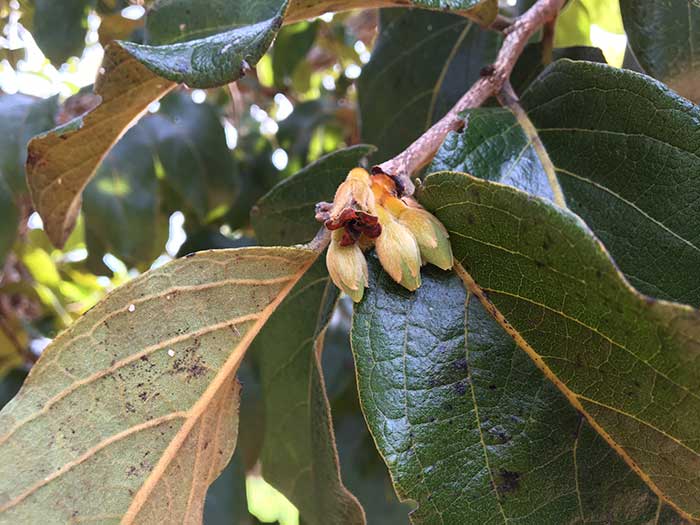 Diospyros-lasiocalyx.jpg