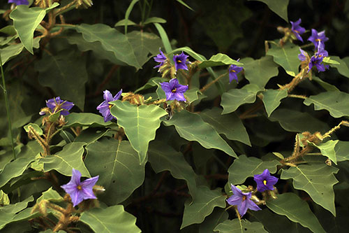 Lobeira com flores azuis