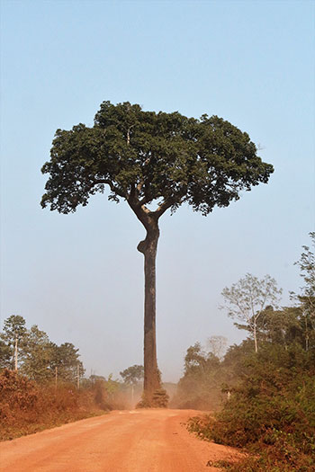 Árvore comercial da amazônia